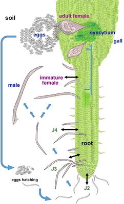 Sustainable strategies for management of the “false root-knot nematode” Nacobbus spp.